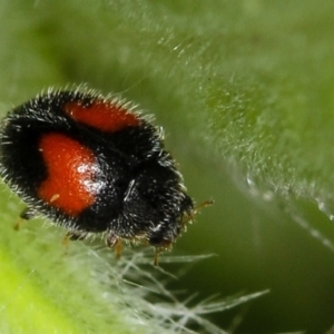 Diomus notescens at Bruce, ACT - 16 Jan 2012 12:54 PM