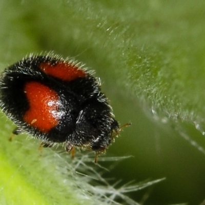 Diomus notescens (Little two-spotted ladybird) at Bruce, ACT - 16 Jan 2012 by Bron