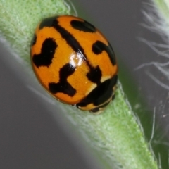 Coccinella transversalis (Transverse Ladybird) at Bruce Ridge to Gossan Hill - 16 Jan 2012 by Bron