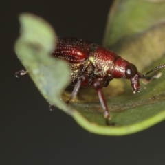 Euops sp. (genus) (A leaf-rolling weevil) at Bruce, ACT - 16 Jan 2012 by Bron