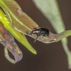 Euops sp. (genus) at Bruce, ACT - 16 Jan 2012