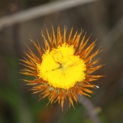 Coronidium oxylepis subsp. lanatum (Woolly Pointed Everlasting) at Bruce Ridge to Gossan Hill - 16 Jan 2012 by Bron