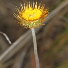 Coronidium oxylepis subsp. lanatum at Bruce, ACT - 16 Jan 2012