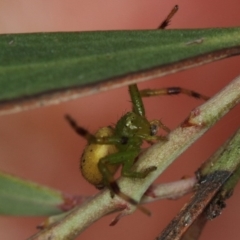 Thomisidae (family) (Unidentified Crab spider or Flower spider) at Bruce Ridge - 16 Jan 2012 by Bron
