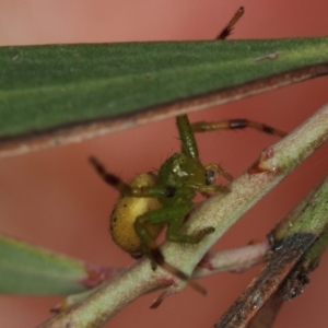 Thomisidae (family) at Bruce, ACT - 16 Jan 2012 01:11 PM