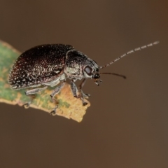 Edusella sp. (genus) (A leaf beetle) at Bruce Ridge to Gossan Hill - 22 Nov 2012 by Bron