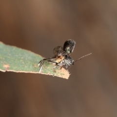 Edusella sp. (genus) at Bruce, ACT - 22 Nov 2012