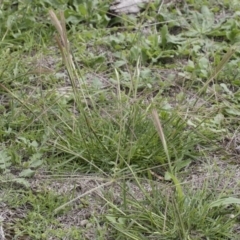 Chloris truncata (Windmill Grass) at Michelago, NSW - 9 Mar 2020 by Illilanga