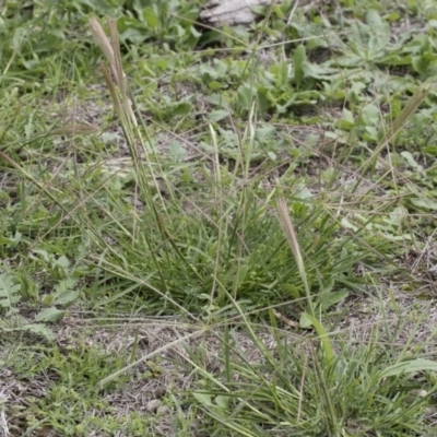 Chloris truncata (Windmill Grass) at Illilanga & Baroona - 8 Mar 2020 by Illilanga