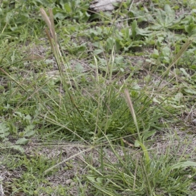 Chloris truncata (Windmill Grass) at Michelago, NSW - 9 Mar 2020 by Illilanga