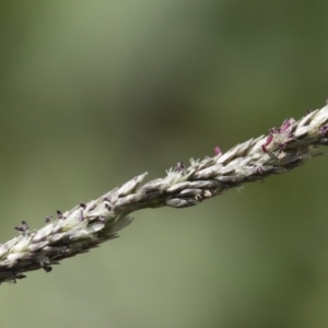 Sporobolus creber at Michelago, NSW - 9 Mar 2020