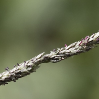Sporobolus creber (Slender Rat's Tail Grass) at Illilanga & Baroona - 8 Mar 2020 by Illilanga