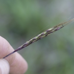 Bothriochloa macra (Red Grass, Red-leg Grass) at Illilanga & Baroona - 7 Mar 2020 by Illilanga