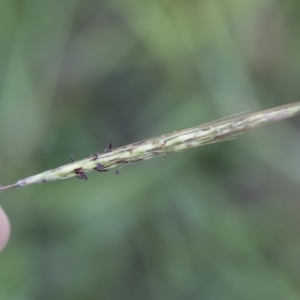 Bothriochloa macra at Michelago, NSW - 7 Mar 2020