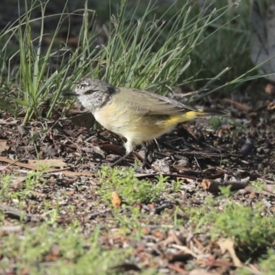 Acanthiza chrysorrhoa (Yellow-rumped Thornbill) at Weetangera, ACT - 10 Mar 2020 by AlisonMilton