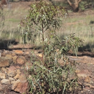 Brachychiton populneus subsp. populneus at Weetangera, ACT - 10 Mar 2020