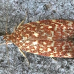 Syringoseca rhodoxantha (A concealer moth) at Majura, ACT - 10 Mar 2020 by jbromilow50