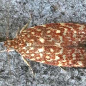 Syringoseca rhodoxantha at Majura, ACT - 10 Mar 2020