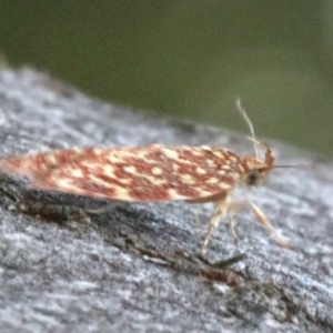 Syringoseca rhodoxantha at Majura, ACT - 10 Mar 2020