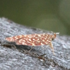 Syringoseca rhodoxantha at Majura, ACT - 10 Mar 2020