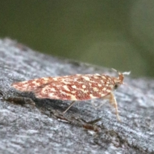 Syringoseca rhodoxantha at Majura, ACT - 10 Mar 2020