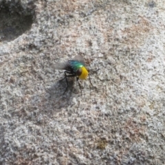 Amenia sp. (genus) (Yellow-headed Blowfly) at Bomaderry, NSW - 27 Feb 2020 by Christine