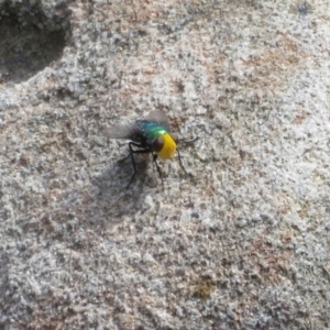 Amenia sp. (genus) at Bomaderry Creek Regional Park - 27 Feb 2020