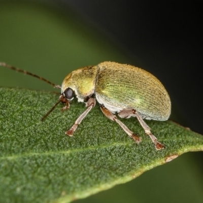 Edusella puberula (Leaf beetle) at Bruce Ridge to Gossan Hill - 22 Nov 2012 by Bron