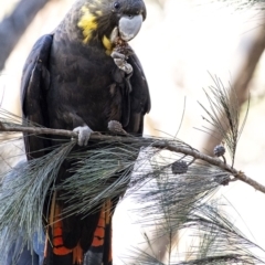 Calyptorhynchus lathami (Glossy Black-Cockatoo) at Penrose - 11 Mar 2020 by Aussiegall