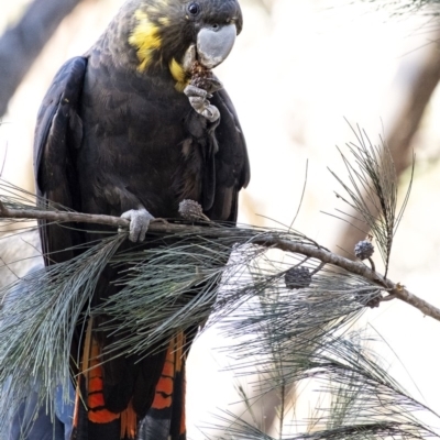 Calyptorhynchus lathami (Glossy Black-Cockatoo) at Penrose, NSW - 11 Mar 2020 by Aussiegall