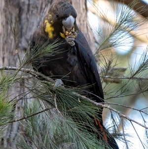 Calyptorhynchus lathami lathami at Penrose, NSW - 11 Mar 2020