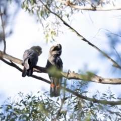 Calyptorhynchus lathami at Penrose, NSW - 11 Mar 2020