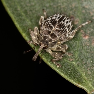 Mogulones geographicus at Bruce, ACT - 22 Nov 2012 12:04 PM