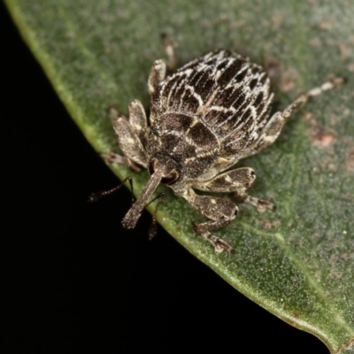 Mogulones geographicus (Paterson's Curse root weevil) at Bruce Ridge - 22 Nov 2012 by Bron