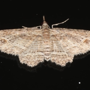 Chloroclystis filata at Ainslie, ACT - 9 Mar 2020