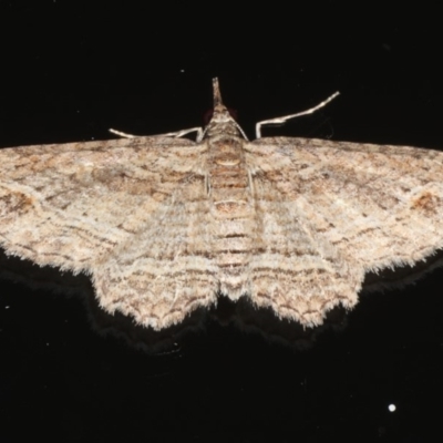 Chloroclystis filata (Filata Moth, Australian Pug Moth) at Ainslie, ACT - 9 Mar 2020 by jbromilow50