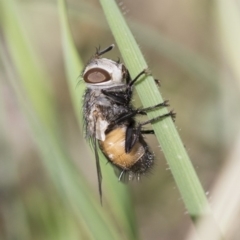 Tritaxys sp. (genus) (A bristle fly) at Weetangera, ACT - 9 Mar 2020 by AlisonMilton