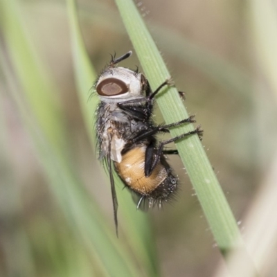 Tritaxys sp. (genus) (A bristle fly) at The Pinnacle - 9 Mar 2020 by AlisonMilton