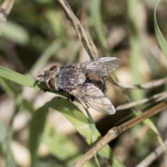 Tritaxys sp. (genus) at Weetangera, ACT - 10 Mar 2020