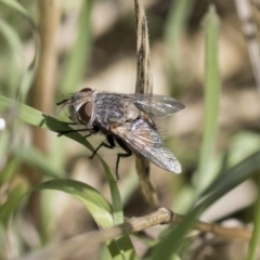 Tritaxys sp. (genus) at Weetangera, ACT - 10 Mar 2020