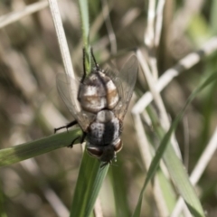 Tritaxys sp. (genus) at Weetangera, ACT - 10 Mar 2020