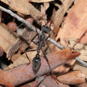 Myrmecia pyriformis at Hackett, ACT - 10 Mar 2020