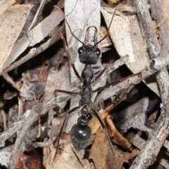 Myrmecia pyriformis at Hackett, ACT - 10 Mar 2020