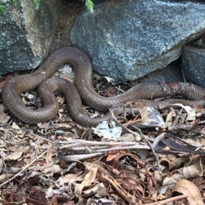 Pseudonaja textilis at Hawker, ACT - 11 Mar 2020 03:19 PM