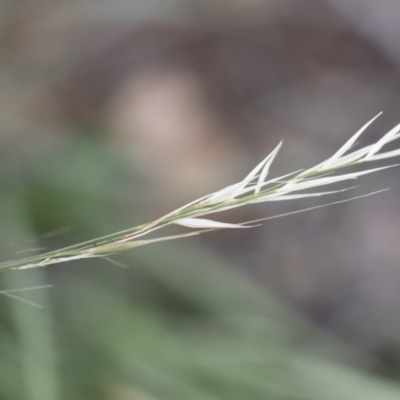 Austrostipa scabra (Corkscrew Grass, Slender Speargrass) at Illilanga & Baroona - 7 Mar 2020 by Illilanga