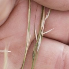 Austrostipa scabra at Michelago, NSW - 7 Mar 2020