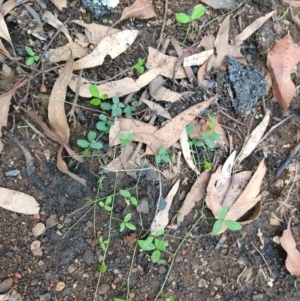 Glycine sp. at Surf Beach, NSW - 17 Feb 2020