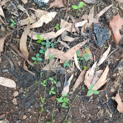 Glycine sp. at Surf Beach, NSW - 17 Feb 2020 by LyndalT