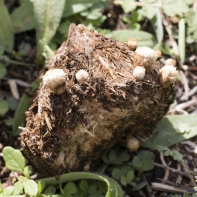 Cyathus stercoreus (Bird's nest fungus) at Illilanga & Baroona - 9 Mar 2020 by Illilanga