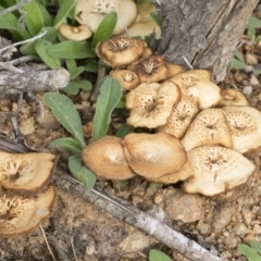 Lentinus arcularius (Fringed Polypore) at Michelago, NSW - 7 Mar 2020 by Illilanga